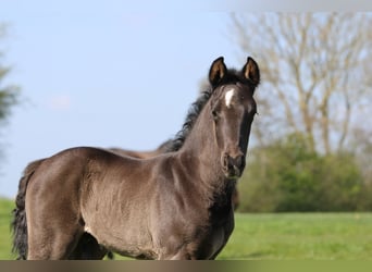 KWPN, Stallion, Foal (03/2026), 17 hh, Black