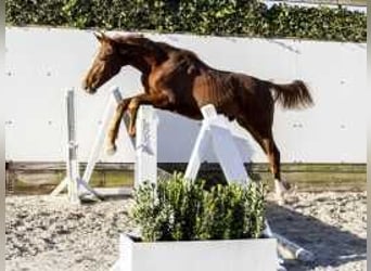 KWPN, Stallion, , 17 hh, Chestnut-Red