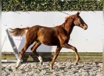 KWPN, Stallion, , 17 hh, Chestnut-Red