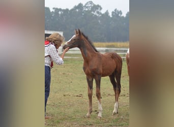 KWPN, Stallion, Foal (08/2024), 17 hh, Leopard-Piebald