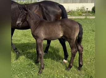 KWPN, Stallion, , Bay-Dark