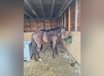 KWPN, Stallion, Foal (05/2024), Bay-Dark