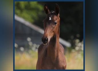 KWPN, Stallion, Foal (01/2024), Bay-Dark