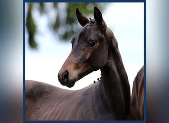 KWPN, Stallion, Foal (01/2024), Bay-Dark