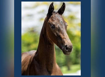 KWPN, Stallion, Foal (05/2024), Bay-Dark