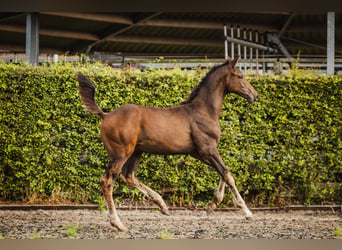 KWPN, Stallion, Foal (05/2024), Bay-Dark