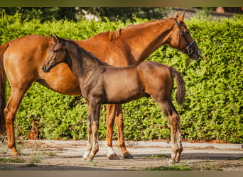 KWPN, Stallion, Foal (05/2024), Bay-Dark