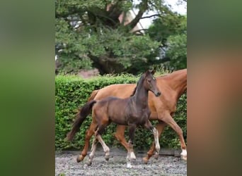 KWPN, Stallion, Foal (05/2024), Bay-Dark