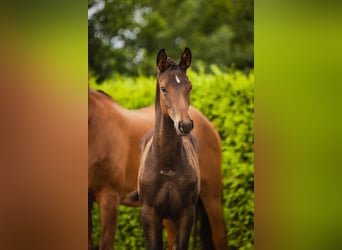 KWPN, Stallion, Foal (05/2024), Bay-Dark