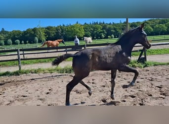 KWPN, Stallion, Foal (05/2025), Bay-Dark