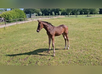 KWPN, Stallion, , Bay-Dark