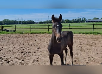 KWPN, Stallion, Foal (05/2025), Bay-Dark