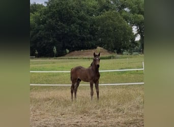 KWPN, Stallion, , Bay-Dark