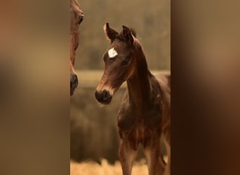 KWPN, Stallion, Foal (03/2026), Bay-Dark