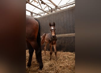 KWPN, Stallion, Foal (03/2026), Bay-Dark