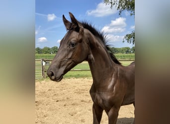KWPN, Stallion, Foal (01/2025), Bay-Dark