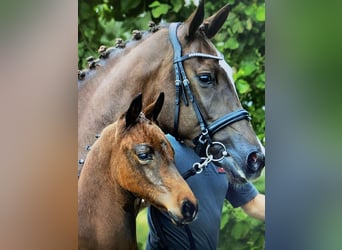 KWPN, Stallion, Foal (05/2024), Bay-Dark