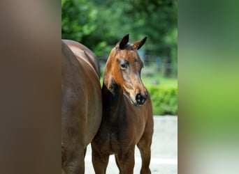 KWPN, Stallion, Foal (05/2024), Bay-Dark