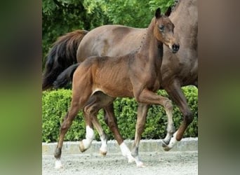 KWPN, Stallion, Foal (05/2024), Bay-Dark