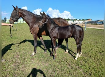 KWPN, Stallion, Foal (04/2025), Bay-Dark