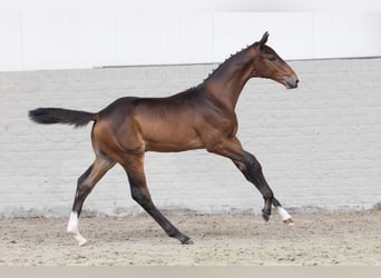 KWPN, Stallion, , Bay