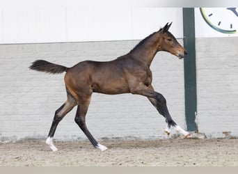 KWPN, Stallion, , Bay