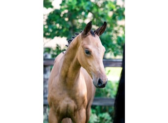 KWPN, Stallion, Foal (04/2026), Bay