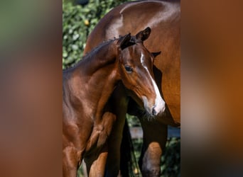 KWPN, Stallion, , Bay