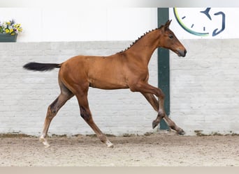 KWPN, Stallion, Foal (03/2026), Bay