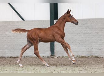 KWPN, Stallion, Foal (03/2026), Bay