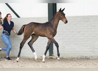 KWPN, Stallion, , Bay