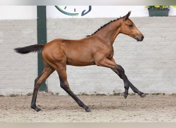 KWPN, Stallion, Foal (04/2026), Bay