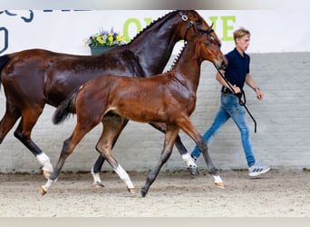 KWPN, Stallion, Foal (02/2026), Bay
