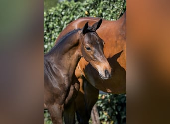 KWPN, Stallion, , Bay
