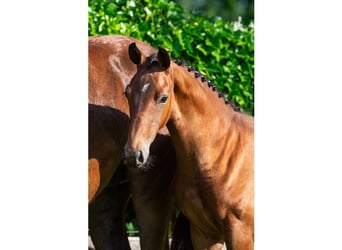 KWPN, Stallion, Foal (02/2026), Bay