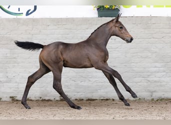 KWPN, Stallion, Foal (05/2026), Bay