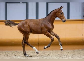 KWPN, Stallion, Foal (03/2023), Bay