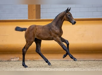 KWPN, Stallion, Foal (06/2023), Bay