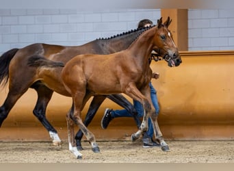 KWPN, Stallion, Foal (04/2023), Bay
