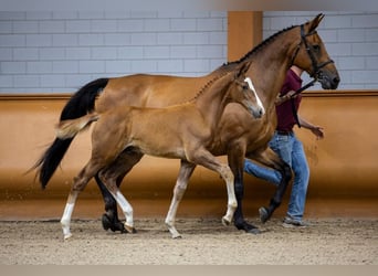 KWPN, Stallion, Foal (05/2023), Bay