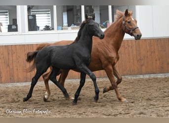 KWPN, Stallion, Foal (01/2023), Black