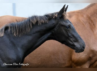 KWPN, Stallion, Foal (01/2023), Black