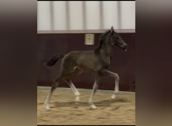 KWPN, Stallion, Foal (05/2026), Black