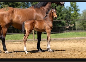KWPN, Stallion, Foal (03/2026), Black