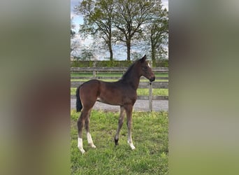 KWPN, Stallion, Foal (01/2026), Black