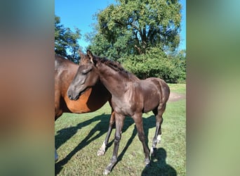 KWPN, Stallion, Foal (04/2025), Black