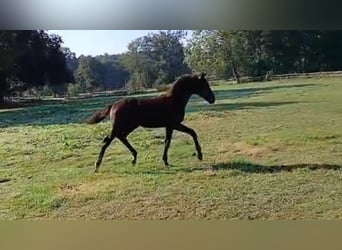 KWPN, Stallion, Foal (04/2025), Black