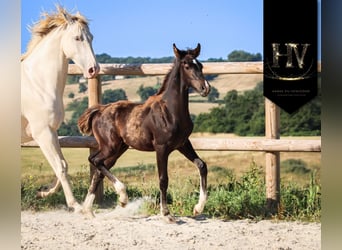 KWPN, Stallion, , Black