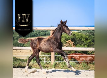 KWPN, Stallion, , Black
