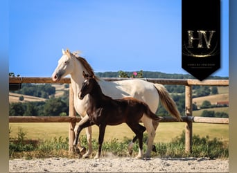 KWPN, Stallion, , Black